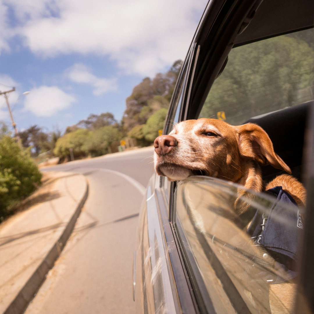 EIN | hot cars and dogs | Copywriting, film